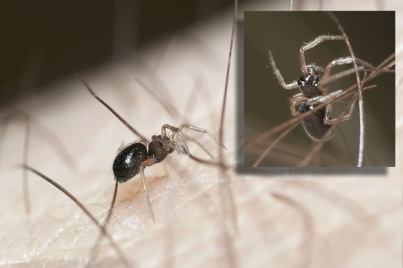 Micronetinae sp.